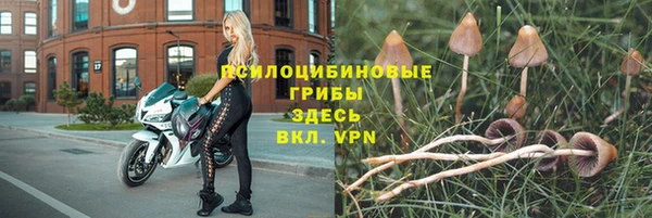 сатива Баксан